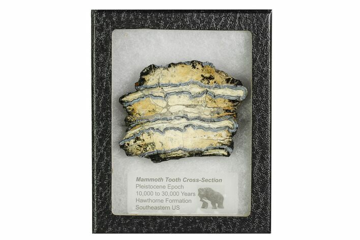 Mammoth Molar Slice With Case - South Carolina #106482
